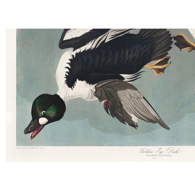 John James Audubon Golden-Eye Duck From Birds of America, Vintage Art Print Reproduction, 24″ × 18″ For Sale In Buffalo - Image 6 of 10