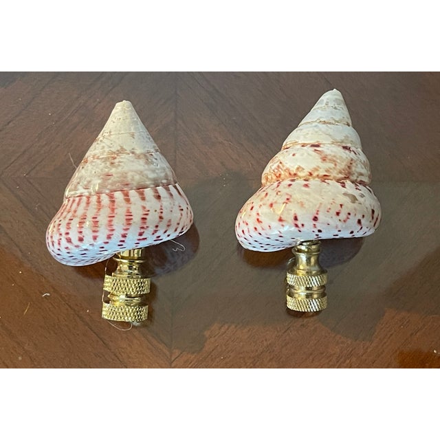 Nature’s beauty pair if polished turbo sea shells mounted on brass bases lamp finials.