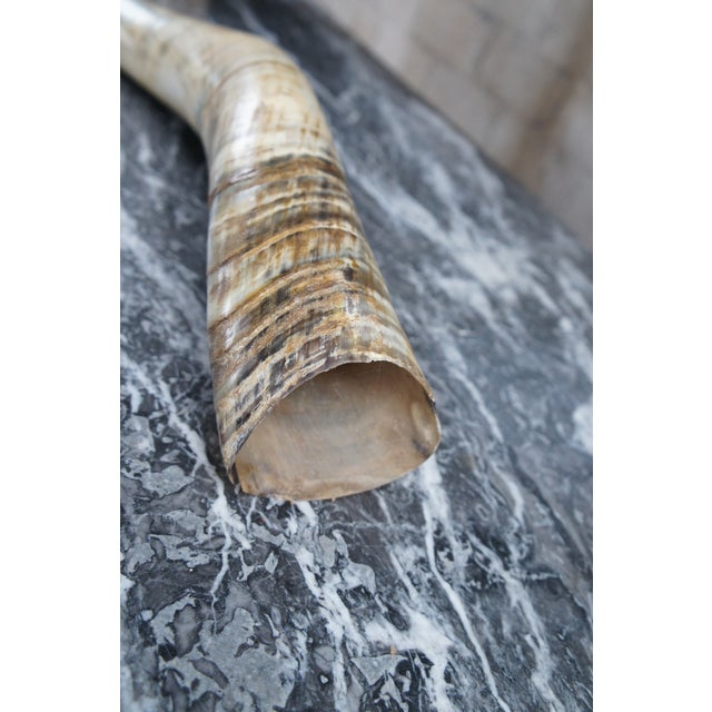 Mid 20th Century African Kudu Antler Horn on Wooden Stand For Sale - Image 6 of 10