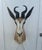 Animal Skin African Springbok Antelope Shoulder Mount Taxidermy South Africa For Sale - Image 7 of 13