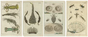 Gottlieb Tobias Wilhelm, Crustaceans, Marine Life and Detailed Insects, 1832, Prints, Set of 4