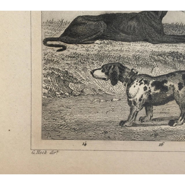 Mid 19th Century Bears, Dogs and Other Quadrupeds Print by Henry Winkles For Sale In Monterey, CA - Image 6 of 8