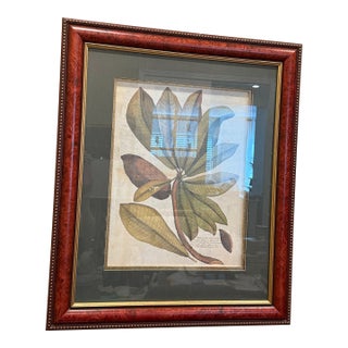 Ethan Allen Framed Mamey Sopote Tree Print For Sale