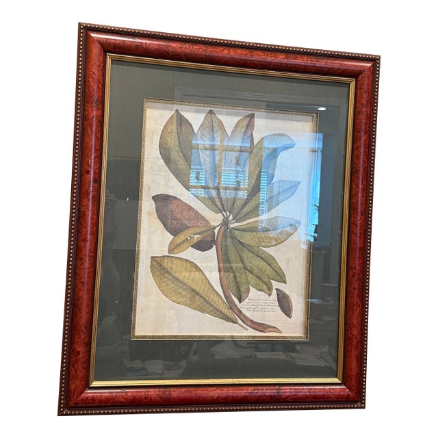 Ethan Allen Framed Mamey Sopote Tree Print For Sale