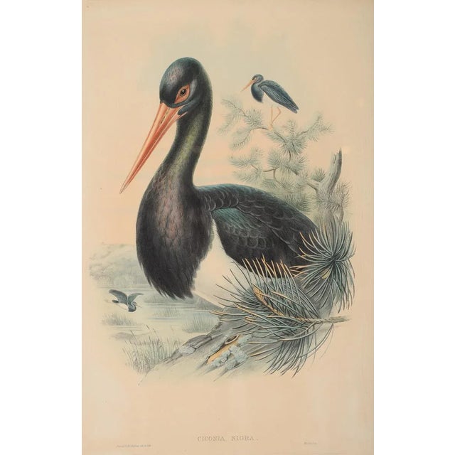 Farmhouse John Gould "Ciconia Nigra-Black Stork" Bird Print For Sale - Image 3 of 7
