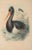 Farmhouse John Gould "Ciconia Nigra-Black Stork" Bird Print For Sale - Image 3 of 7