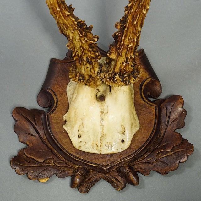 Antique Collection of Six Roe Deer Trophies, Germany Ca. 1890s / 1900s For Sale - Image 10 of 10