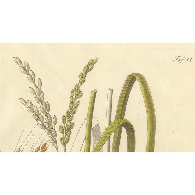 Antique Rice Botanical Print Oryza Sativa, 1831 For Sale - Image 3 of 10