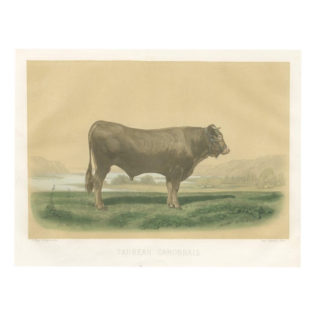 After Isidore Bonheur, Garonnais Bull, , 1873, Paper For Sale
