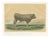 After Isidore Bonheur, Garonnais Bull, , 1873, Paper For Sale