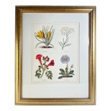 Vintage Milton Bleier Co. Framed Offset Lithograph, Quadriptych Botanical, After Benjamin Maund's the Botanic Garden, Plate 31 - 1 Piece For Sale