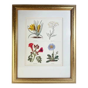Vintage Milton Bleier Co. Framed Offset Lithograph, Quadriptych Botanical, After Benjamin Maund's the Botanic Garden, Plate 31 - 1 Piece