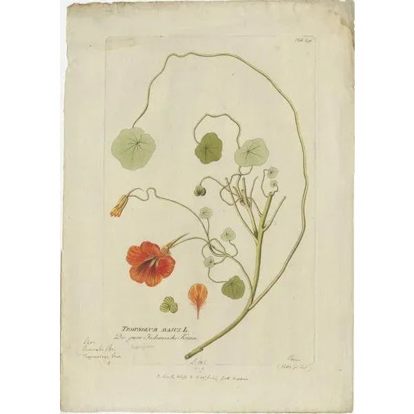 "Vibrant Indian Cress Engraving - Icones Plantarum Medicinalium, 1788" This striking hand-colored engraving from Joseph...