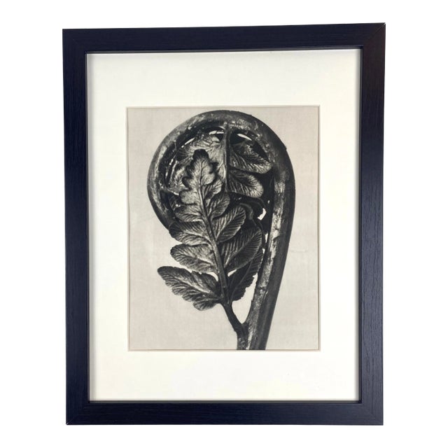 Framed Vintage Botanical Blossfeldt Print - No. 6 For Sale