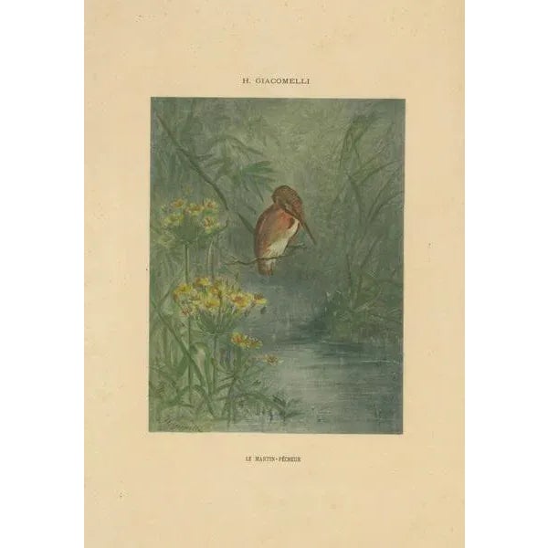 Giacomelli, Kingfisher by the Water's Edge, 1891, Print For Sale - Image 6 of 7
