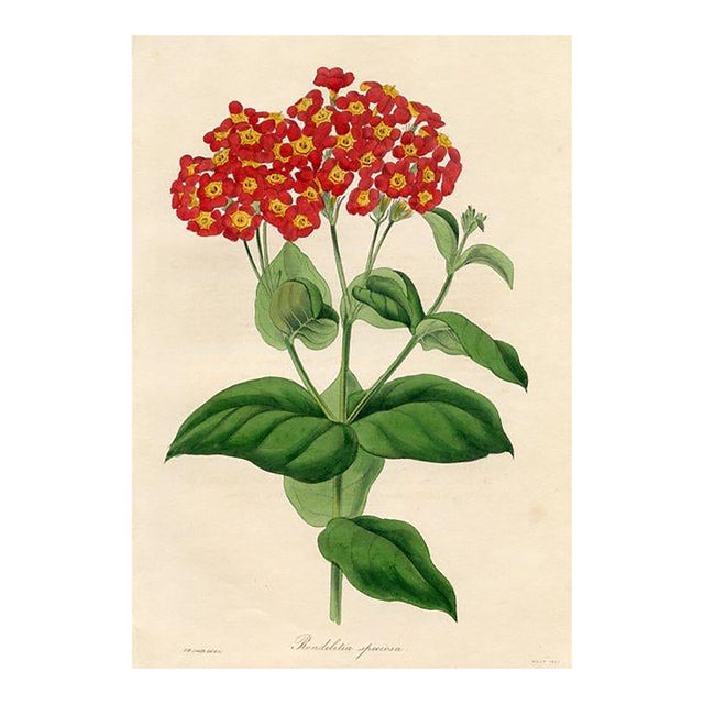 1835, Panama Rose Botanical Print From Joseph Paxton, Original Antique Botanical Print, Lithograph, Hand-Colored, England For Sale