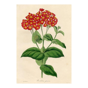 1835, Panama Rose Botanical Print From Joseph Paxton, Original Antique Botanical Print, Lithograph, Hand-Colored, England