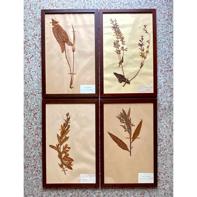 Wood Vintage Boho Herbarium Botanical Specimens - Set of 12 For Sale - Image 7 of 12
