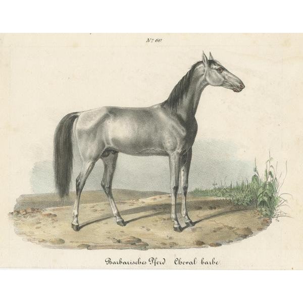 Barbary Horse, 1827, Paper For Sale - Image 3 of 6