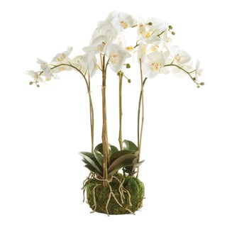 Phalaenopsis Orchid Bowl Drop-In 25" For Sale