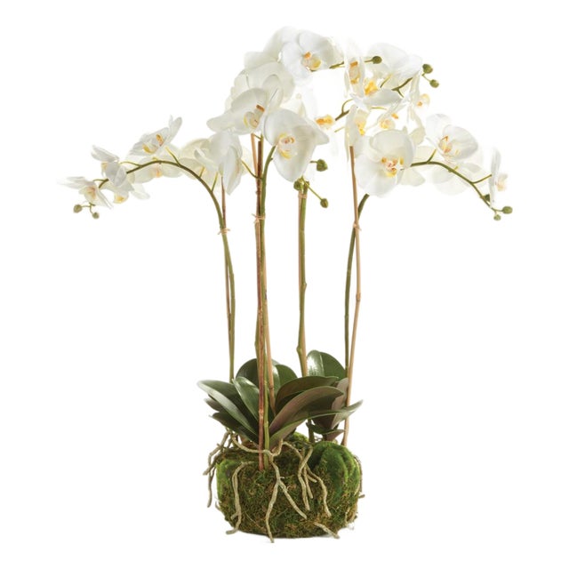 Phalaenopsis Orchid Bowl Drop-In 25" For Sale