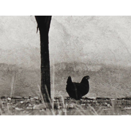 Modern 1980s “La Poule Et L’Arbre, Pau, France” – Édouard Boubat, 1950, Signed, Titled, Dated For Sale - Image 3 of 4
