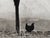 Modern 1980s “La Poule Et L’Arbre, Pau, France” – Édouard Boubat, 1950, Signed, Titled, Dated For Sale - Image 3 of 4
