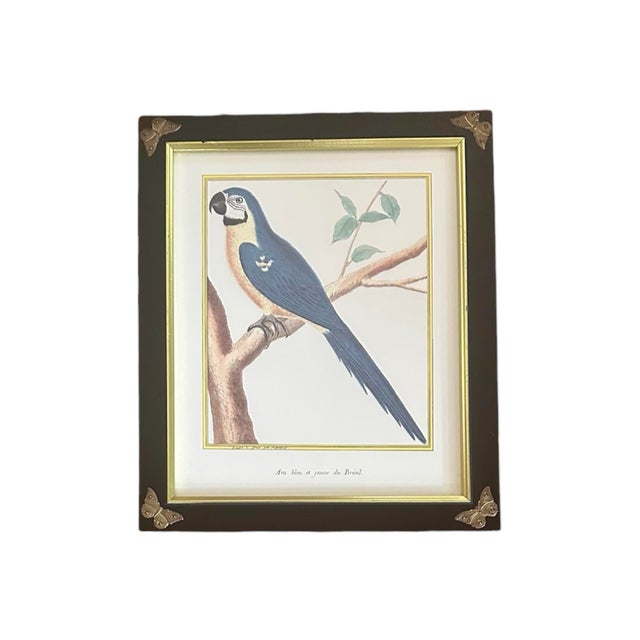 Chelsea House Inc Pair of Chelsea House French Ornithological Bird Prints Featuring a Wood Grouse & a Blue & Yellow Macaw, in Ebony Frames With Brass Butterfly Corners For Sale - Image 4 of 10