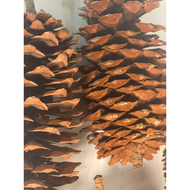 Brown 1960s Rustic Chalet Decor - Huge Pine Cones in Twig Basket For Sale - Image 8 of 8