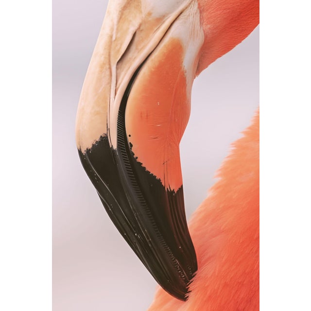 Not Yet Made - Made To Order Flamingo Portrait Close-Up, Minimalist Wildlife Art Print, 24″ × 36″ For Sale - Image 5 of 7