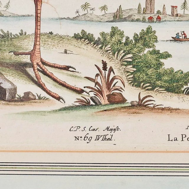 Paper Pair of George Edwards Bird Engravings, in Fine Antique Gilt Frames For Sale - Image 7 of 13