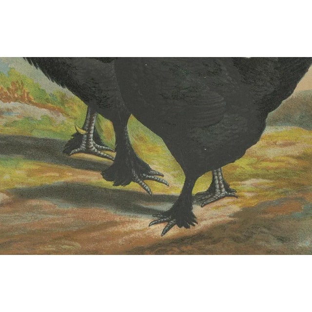 Foerster, Feathered Langshan, 19th Century, Lithograph For Sale - Image 3 of 10