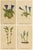 Gold Alpine Gentian Botanical Illustrations, 1897, Set of 4 For Sale - Image 8 of 9