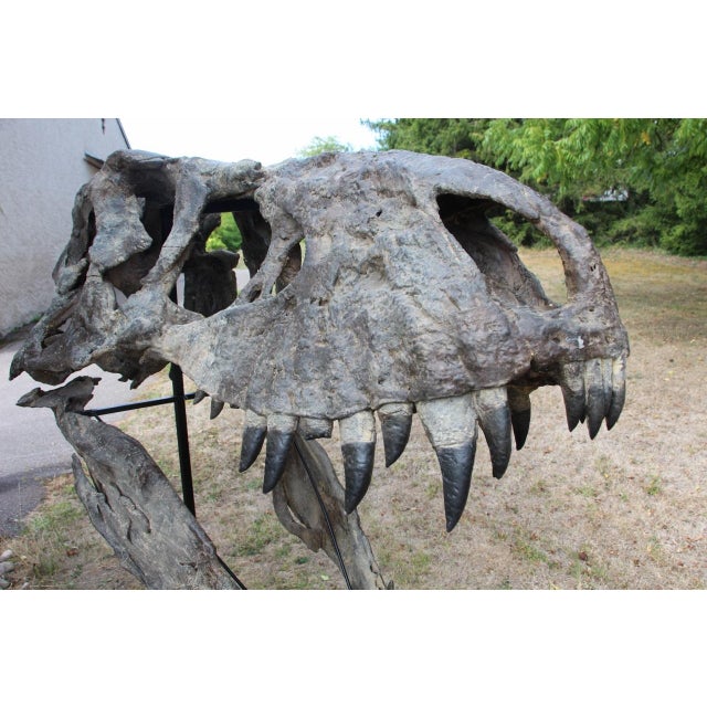 Black Unknown, Tyrannosaurus Head Fossil for Museum, 1800s, Resin For Sale - Image 8 of 14