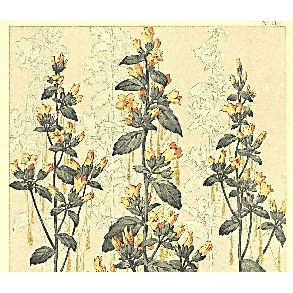 This is a Beaux Arts Art Nouveau c1900 botanical lithograph by the famed French designer and illustrator, Jules Habert Dys...