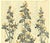 This is a Beaux Arts Art Nouveau c1900 botanical lithograph by the famed French designer and illustrator, Jules Habert Dys...