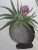 Original Botanical Floral Tropical Bromeliad Plant Painting For Sale - Image 9 of 10