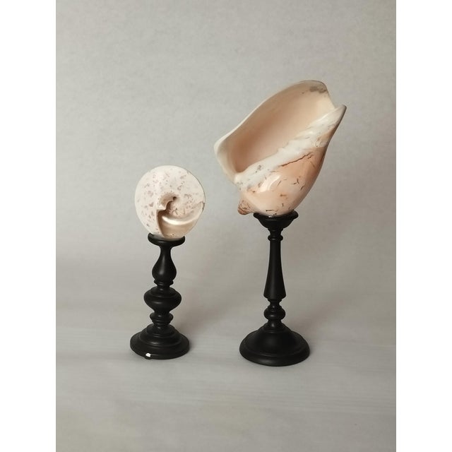 Vintage Real Seashells on Black Wooden Stands, 1960s, Set of 2, in Very Good conditions. Designed 1960 to 1969