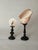 Vintage Real Seashells on Black Wooden Stands, 1960s, Set of 2, in Very Good conditions. Designed 1960 to 1969
