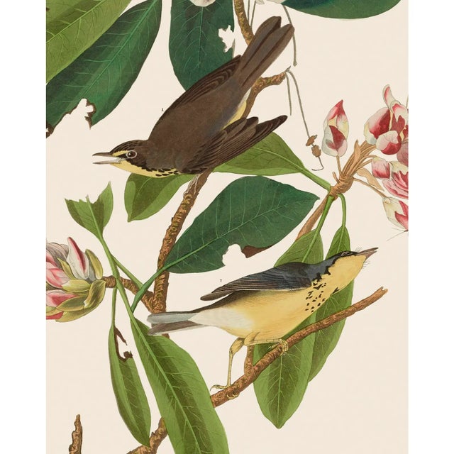 Introducing the Duchess Edition: a refined collection of Audubon Bird Giclée reproductions that elevate the timeless...