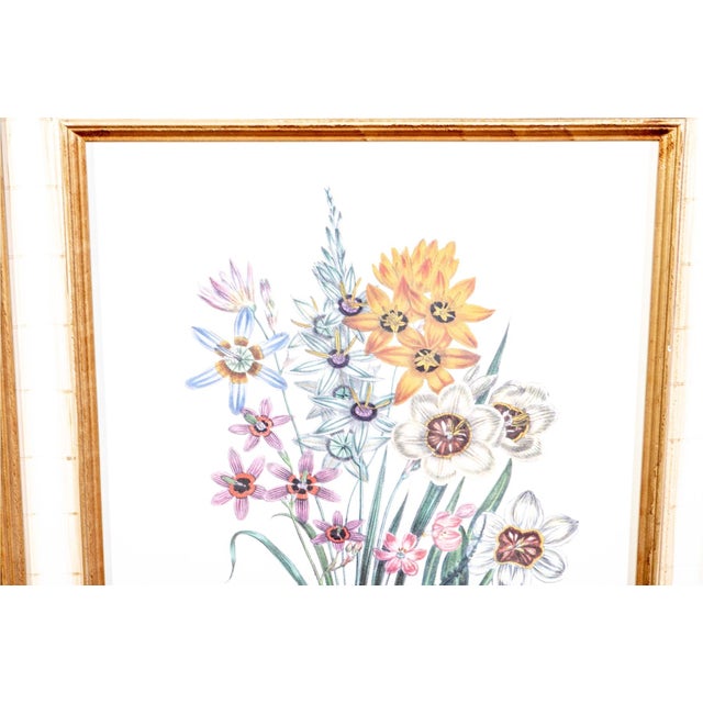Victorian Late 20th Century Jane Webb Loudon Framed Vintage Botanical Prints - A Pair For Sale - Image 3 of 6