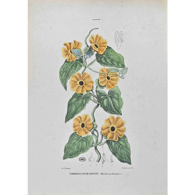 Vincenzo Tenore, Orange,flowered Tumbergia, Lithograph, 1870s For Sale