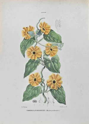 Vincenzo Tenore, Orange,flowered Tumbergia, Lithograph, 1870s