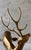 Brass Large Vintage Solid Brass Stag For Sale - Image 8 of 8