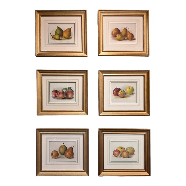 Set of Six Fruit Chromolithographs by May Rivers, English Circa 1892 Reproduction For Sale