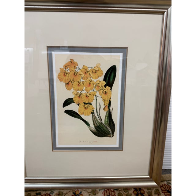 Yellow Botanical Art Prints, Set of Three For Sale - Image 4 of 12
