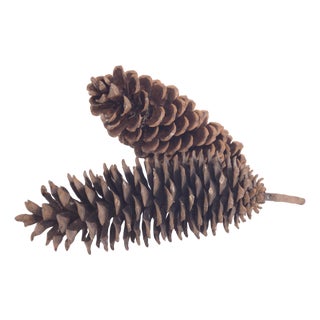 Natural 15" Jumbo Pine Cones For Sale