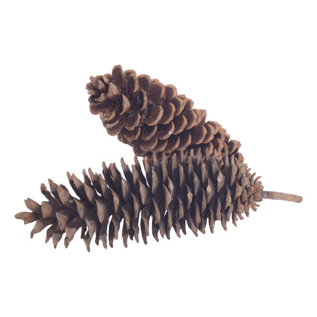 Natural 15" Jumbo Pine Cones For Sale