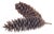 Natural 15" Jumbo Pine Cones For Sale