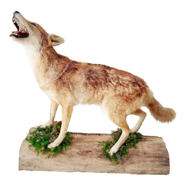 Vintage Full-Body Howling Coyote Taxidermy on Handcrafted Woodland Display Base For Sale